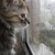 :iconkittycatgbv: