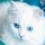 :iconkittycatlurve: