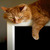 :iconkittycatrandomness: