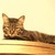 :iconkittycatruby: