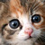:iconkittycatrules:
