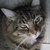 :iconkittycats76: