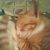 :iconkittycatstudio:
