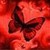 Kittychan72 :iconkittychan72: