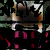 :iconkittyhbomb: