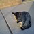 kittyhoneydew5 :iconkittyhoneydew5: