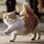 :iconkittykat131313: