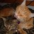 :iconkittykat19hundred: