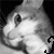 :iconKittyKatLuversClub: