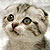 :iconkittykatpie: