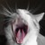 :iconkittykittykg: