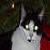 :iconkittykts: