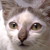 :iconkittyleong: