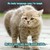 :iconkittylover15: