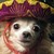 :iconkittylover193:
