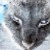 :iconkittyloverisme: