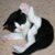 :iconkittymenace: