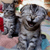 :iconkittymisha: