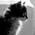 :iconkittymoon18: