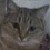 :iconkittyn26: