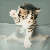 :iconkittynova: