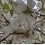 :iconkittyofdeadlypoking: