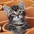 :iconkittypower1999: