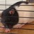 :iconkittypus: