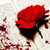 :iconkittyx16: