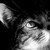 :iconkittyz-cat: