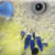 :iconkiwi-62: