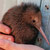 :iconkiwi-bird92: