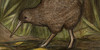 :iconkiwi-birds-rock: