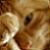 :iconkiwidragon: