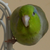 :iconkiwifrukt: