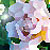 :iconkiyorakashin: