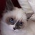 :iconkiythekitty: