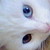 :iconkjwalker123: