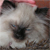 :iconkkitty-ccat: