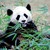 :iconkkpanda: