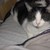 :iconkkthekitty: