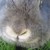 :iconklaineanimals: