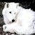 :iconklarathesoldier: