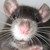 :iconklein-jai: