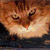 kleintologist :iconkleintologist: