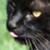:iconkleoxx: