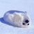 :iconklinkymuskrat:
