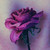 :iconkliss: