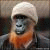 :iconklukcrvenobradi: