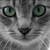:iconklutzyalicat:
